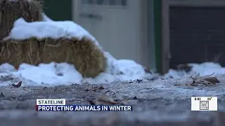 &lsquo;Get them warm:&rsquo; How to best help animals in frigid temperatures