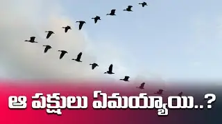 ఆ పక్షులు ఏమయ్యాయి..? Pollution kills Birds | Cell Tower Radiation | Environment | Tv3 Telugu News