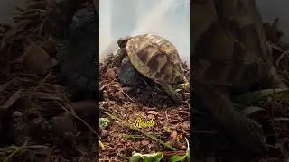 Baby Tortoise Soaking up the Sun!