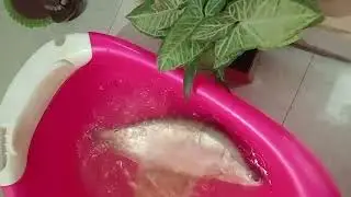 I farmed chitol fish at home 😲 chitol fish 🐠