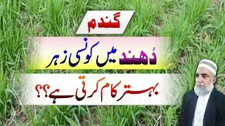 Which herbicide performs better during foggy weather in wheat crop || Crop Reformer