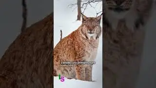 Facts About the Canada Lynx