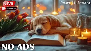 12 Hours of Puppy Nap Time Music 🐾 Soothing & Safe Sounds 🎵 Stress-Free Rest🐾 No Ads