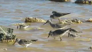 Yellowlegs and Sandpipers feeding at Cargill Salt Ponds, Bonaire