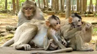 BABY MONKEY BRIGHTEN HUNGRY NO MILK FEEDING @MonkeyTechnique