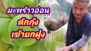 EP.147 อยากรู้..ต้องลอง.มะพร้าวอ่อน((ดักกุ้ง))เข้าดีมาก