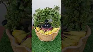 Jade plant topiary #jade #mahadev #garden #topiary