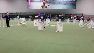 Spinone agility - AKC Invitational 12/15/18