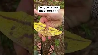 What do you think? #moths #lepidoptera #moth