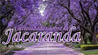 &iquest;Qu&eacute; es la Jacaranda? &iquest;Para que sirve? 💜 CURIOSIDADES &iquest;C&oacute;mo lleg&oacute; a M&eacute;xico?