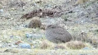 PERDIZ COPETONA - Elegant Tinamou - (Eudromia elegans)