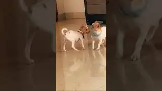 Drama level: Chihuahua 🐶🎭😂#chihuahua #chihuahuababy #chihuahuacute