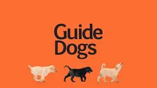 Keeping your dog entertained at home