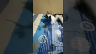 cat chasing feather 🪶 #trending #cat #cuteanimal #anmals #cutecat #youtubeshorts #youtubeshort
