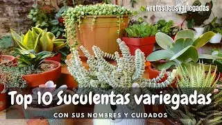 Top 10 Suculentas variegadas #RetoSucusVariegadas