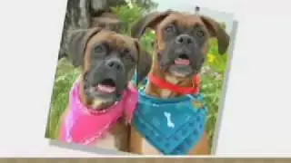 Meet the Breed - Boxer