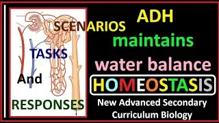 Homeostasis-4-How ADH works to Maintain Water Balance in the Body.