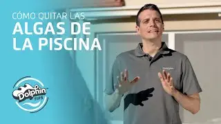 Algas de la piscina: por qu&eacute; salen, tipos y c&oacute;mo evitarlas | Dolphin Tips