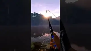Fishing Planet Marron River Unique Redtail Catfish #fishingplanet #gaming #fishing #ps4