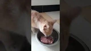 Cat human bond Cat advocacy Cat feeding programs #cat #chat #straycatrescue #cute