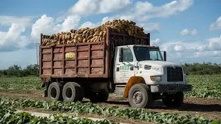 Potato Factory: From Harvest to Packaging &ndash; The Ultimate Process Revealed!