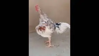 urban hens lover#aseel #rooster #shorts #viral