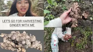  Harvesting Ginger 🫚 #ginger #vegetables #forest #tuensang #nature #physicalexercise #mountains 