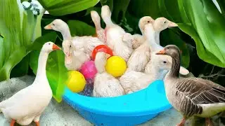 catching cute ducks, baby ducks swimming in the bath, colorful balls, #8