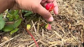 How to Know When Strawberries Are Ripe to Pick
