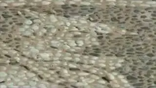 A Mosaic of a cavalryman from Olynthos