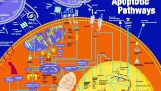 Cracking The Aging Code Griskevich