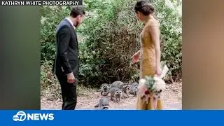 Raccoons photobomb wedding photo shoot
