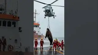Giant-Walrus-Airlifted-by-Military-Helicopter #walrus #military #shorts