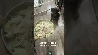 Lunchtime is a whole new experience for the hungriest Rottweiler around!