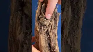 WWII artillery fuze fragment found embedded in tree - Shrapnel
