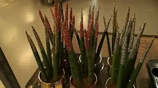 Sansevieria cylindrica 'Stuckyi' Christmas