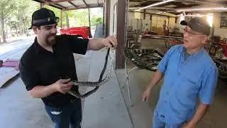 Black Western Rat Snake 2 (Pantherophis obsoletus)