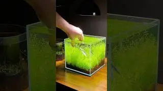 Trimming and shaping aquarium plants