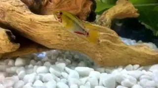 Rotstrich-Zwergbuntbarsch - Apistogramma hongsloi