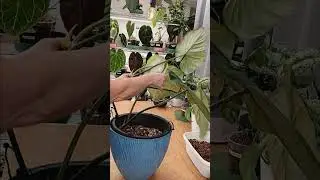 Великолепная зебра