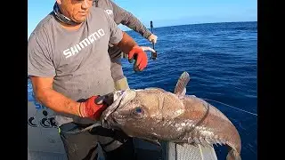Hapuku Fishing West Coast!