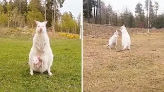 Adorable Family Of Albino Wallaby