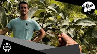 Geheime Tricks f&uuml;r gesunde Apfelb&auml;ume und sch&auml;dlingsfreie Ernte | Beeren | Farmfluencer