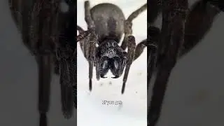 Australian Spider Bite - Under The Microscope!