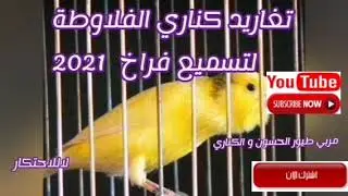 شريط لتلقين فراخ الكناري الفلاوطة