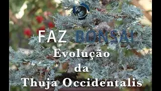 Evolu&ccedil;&atilde;o da Thuja Occidentalis - Faz Bonsai