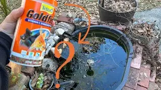 Как часто кормить вашу домашнюю золотую рыбку: освоение графика кормления