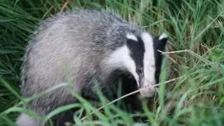 Gr&aelig;vling