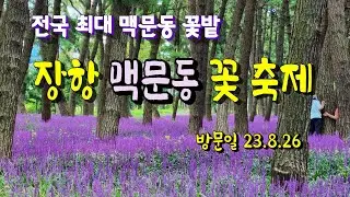 6백만 본의 맥문동 꽃, 보랏빛 향연 ㅣ축제 지나도 9월 중순까지는 피어 있어요