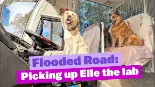 Flooded Road - Picking Up Elle the Labrador in the Bus